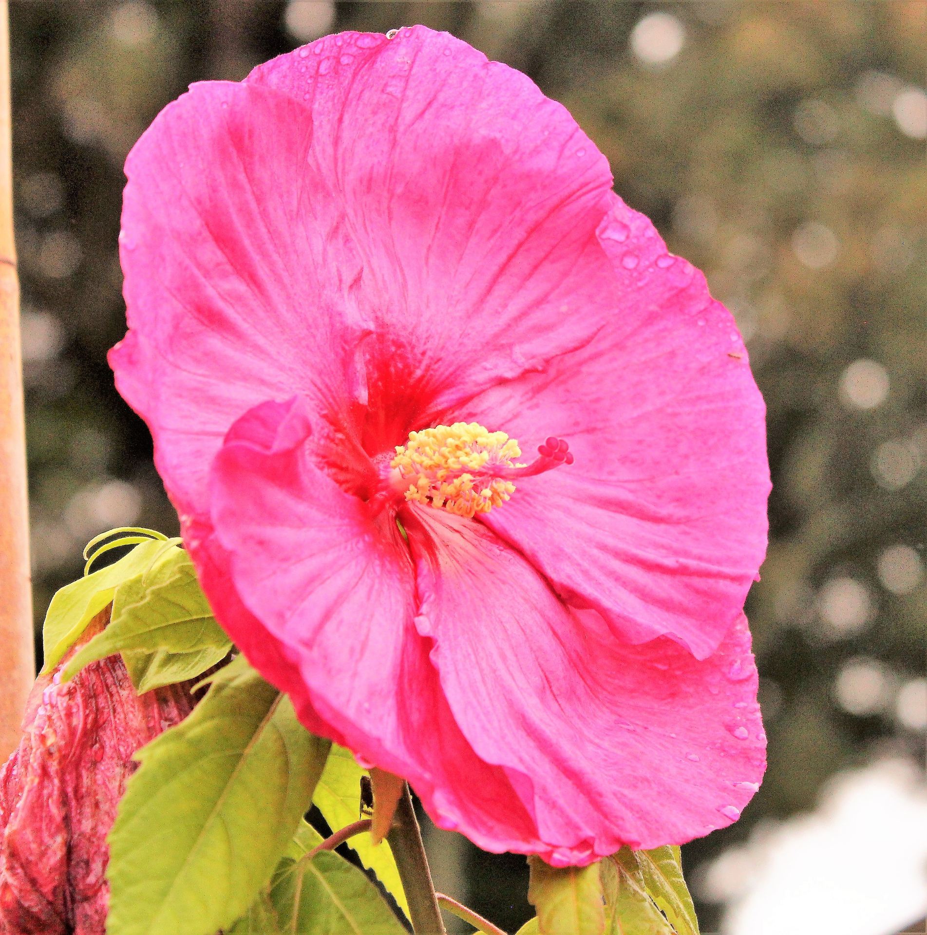 The Hibiscus Flower Night Show | Science Connected